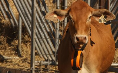 New virtual fencing trial aims to boost drought resilience