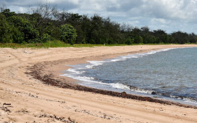 Beach scrub project